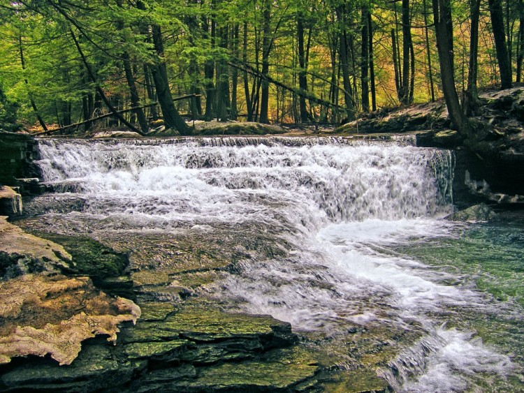 Salt Springs State Park