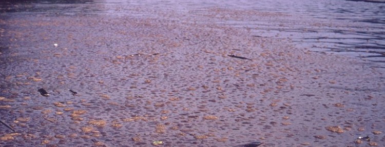 Polluted water on the Ohio River in Beaver County near Pittsburgh, PA