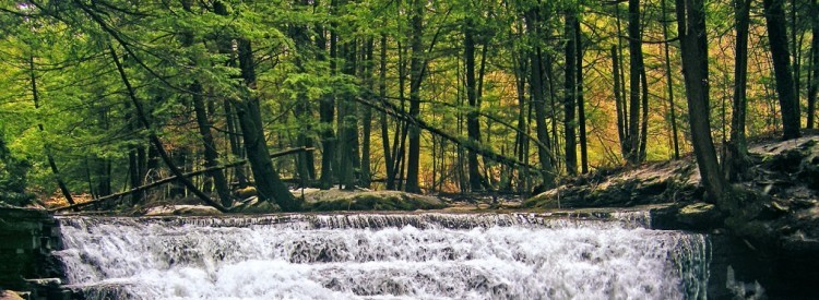 Salt Springs State Park