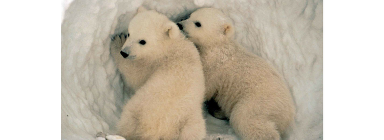 Say no to drilling in the Arctic